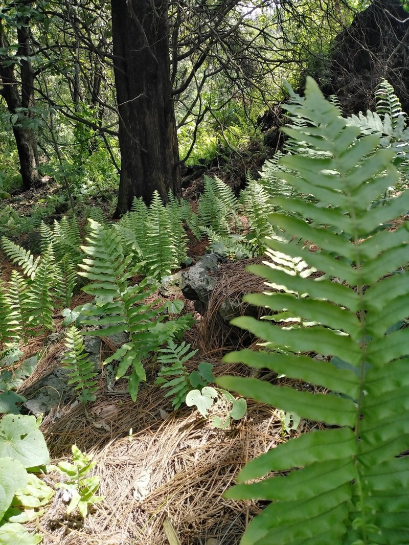Polypodium subpetiolatum photo 5