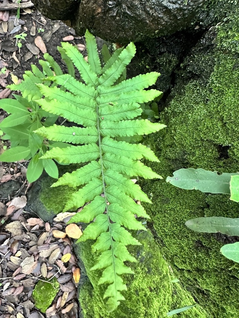 Polypodium subpetiolatum photo 6