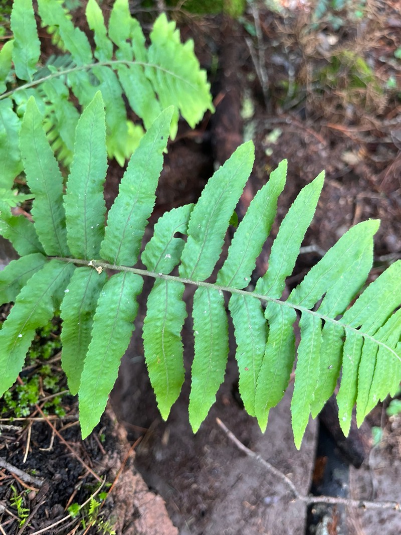 Polypodium subpetiolatum photo 7