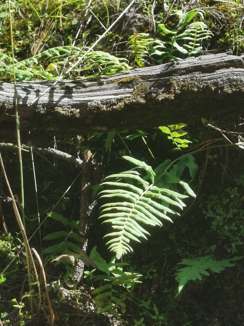 Polypodium subpetiolatum photo 8