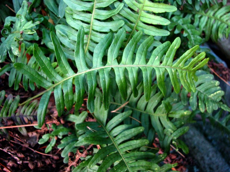 Rock Polypody photo 2
