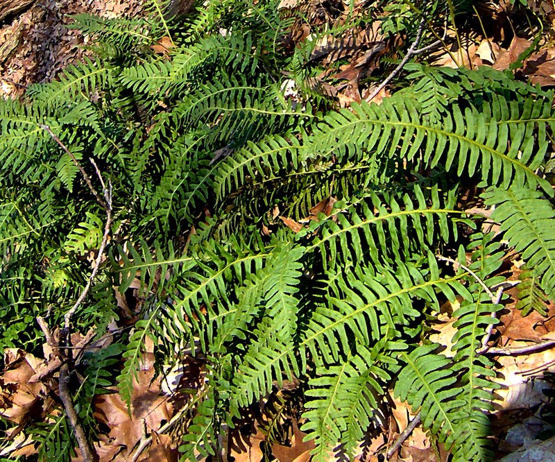 Rock Polypody