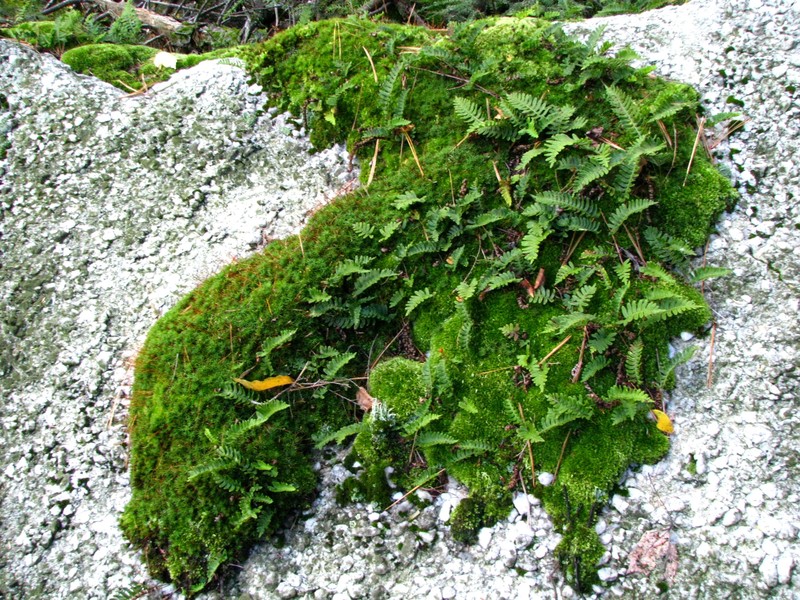 Rock Polypody photo 3