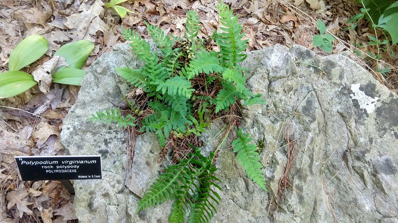 Rock Polypody photo 4