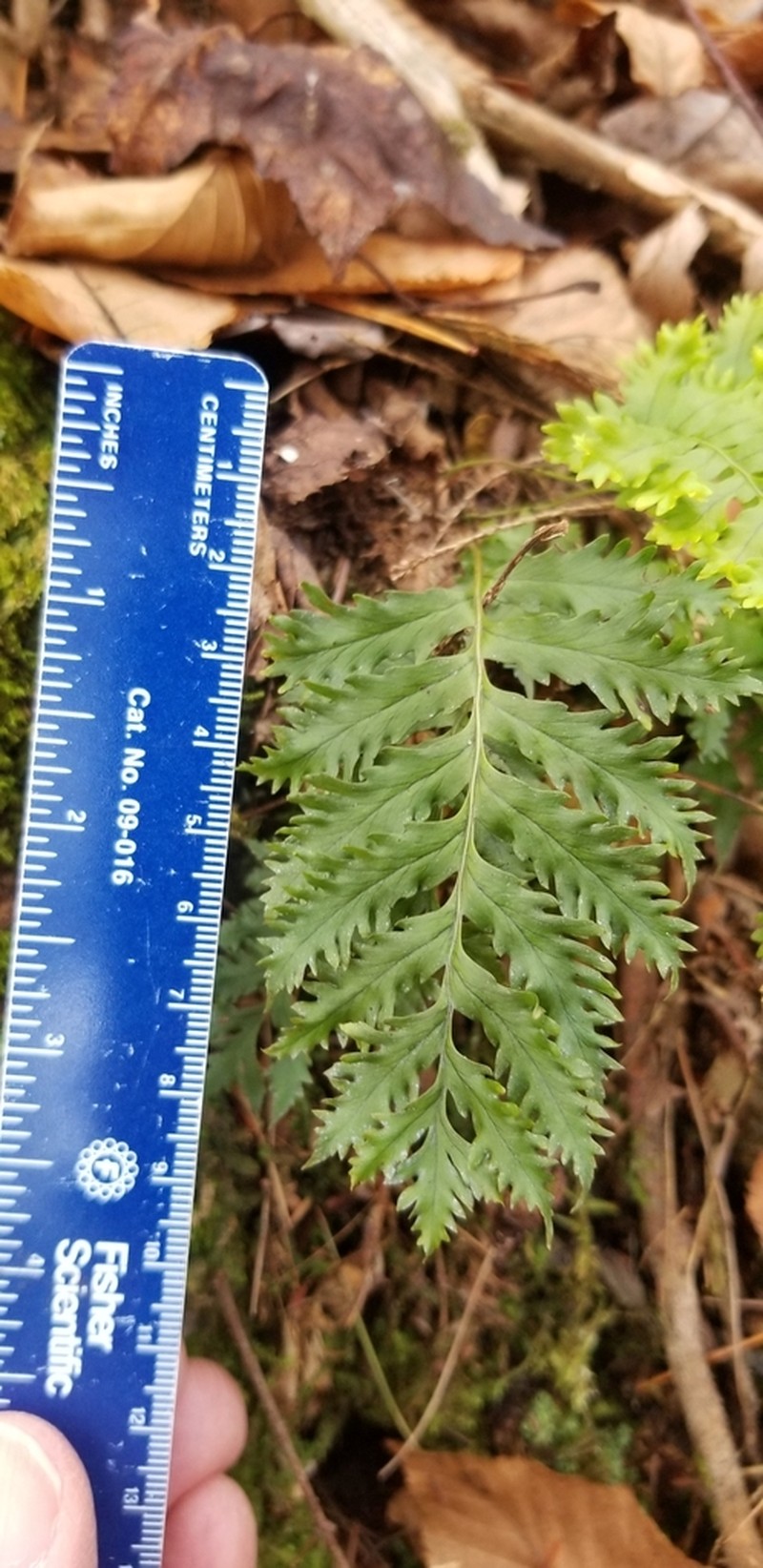 Rock Polypody photo 3