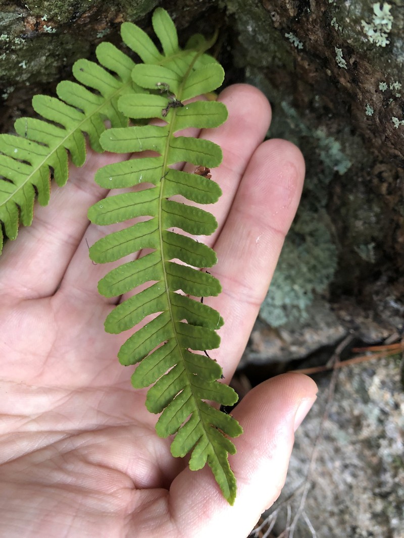 Rock Polypody photo 4