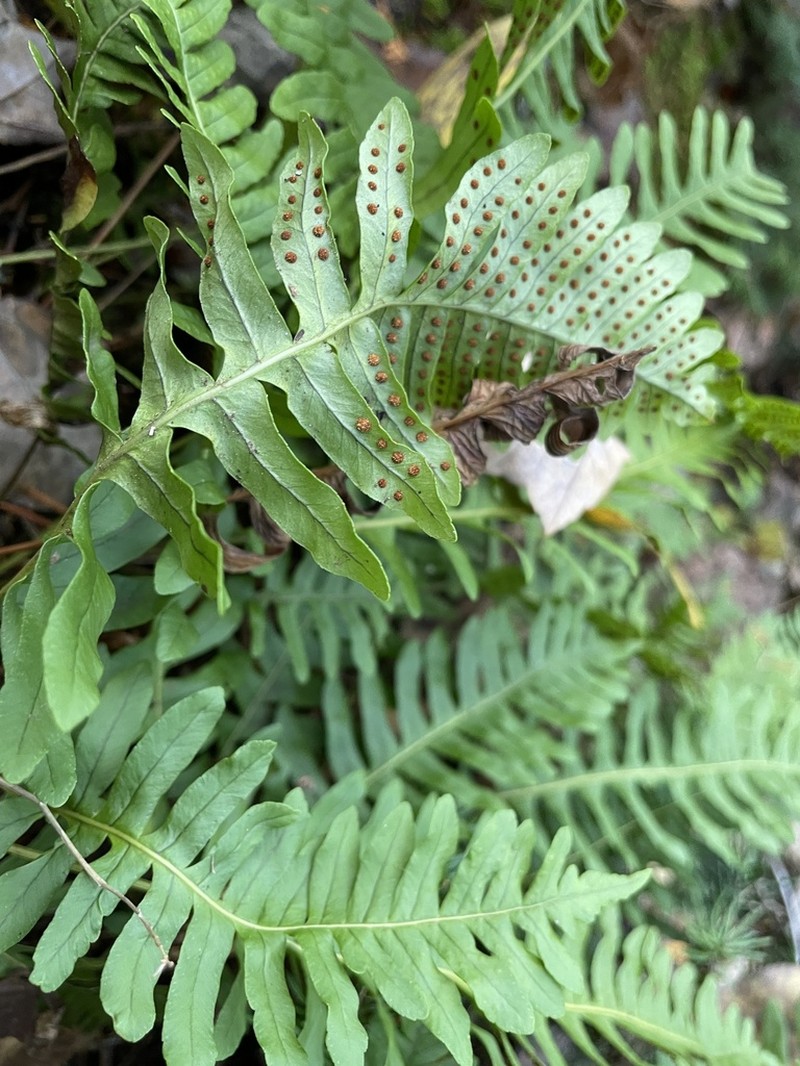 Rock Polypody photo 5