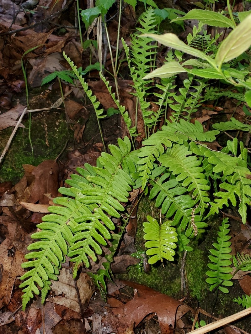 Rock Polypody photo 6
