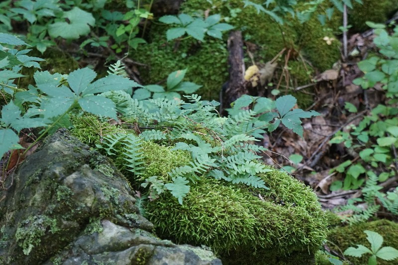Rock Polypody photo 7