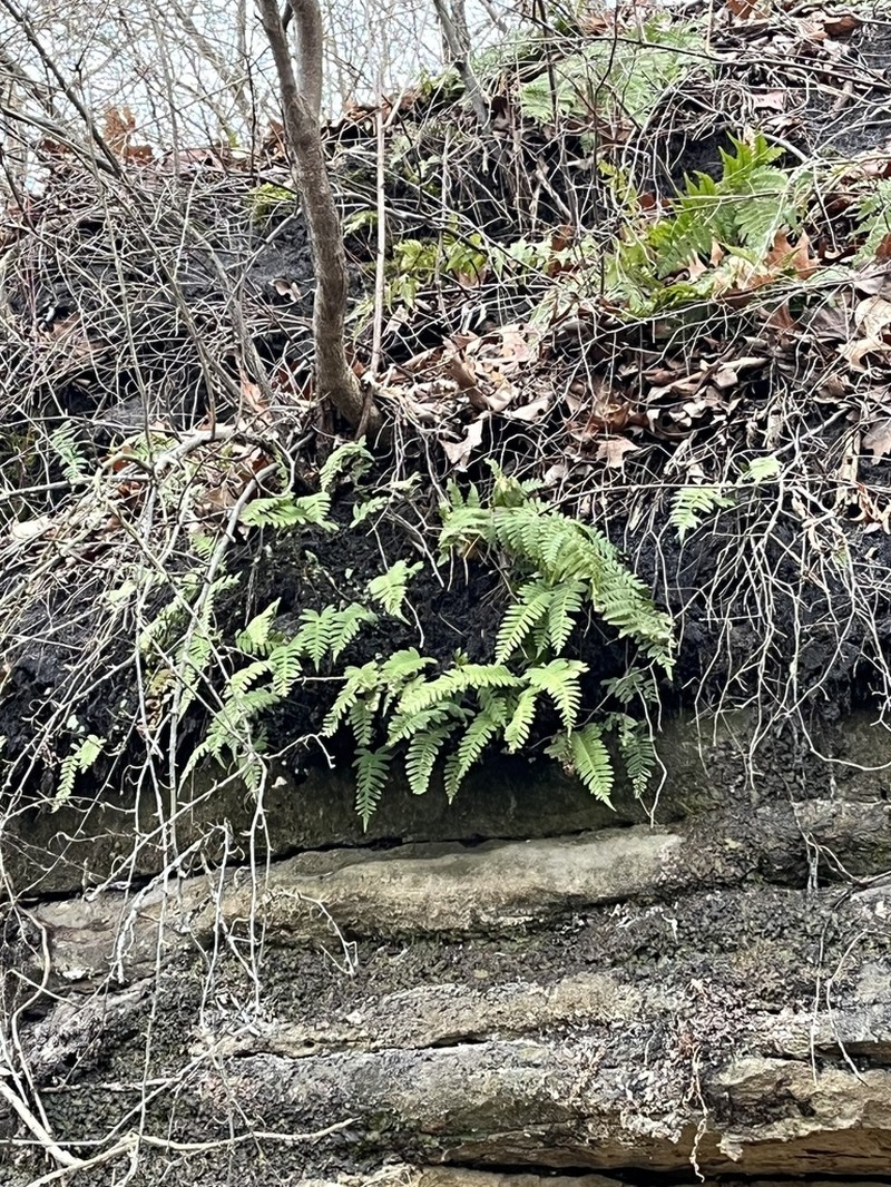 Rock Polypody photo 8