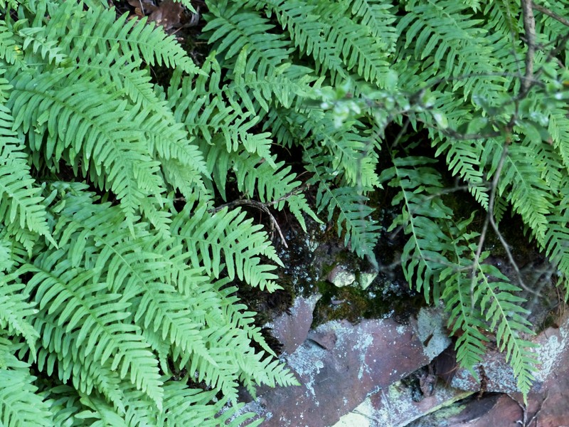 Polypodium vulgare