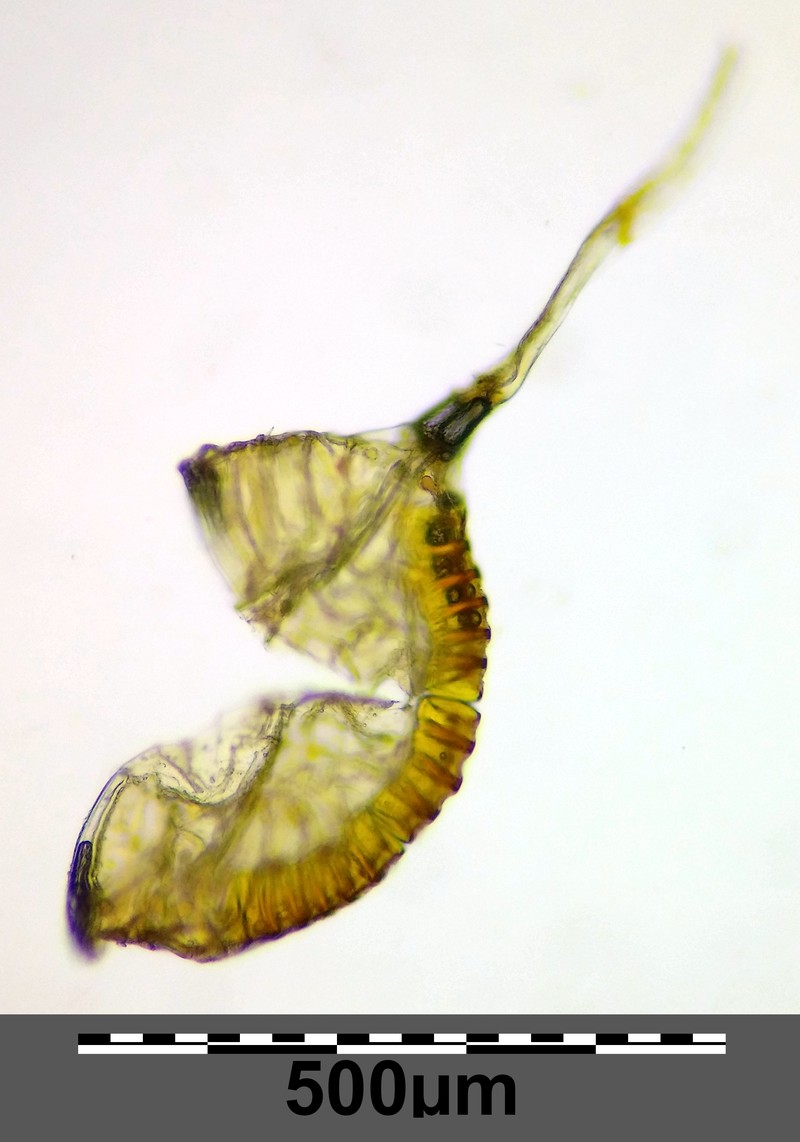 Polypodium vulgare photo 2