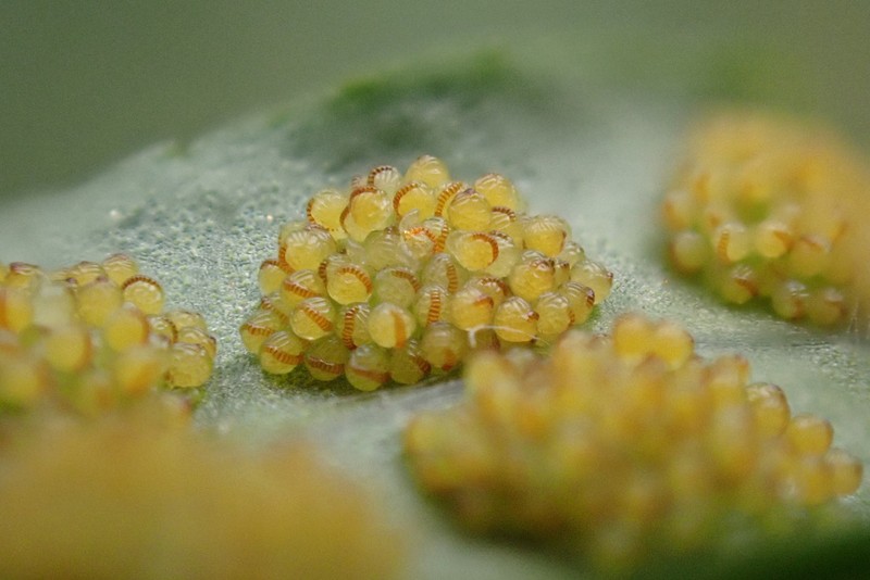 Polypodium vulgare photo 3