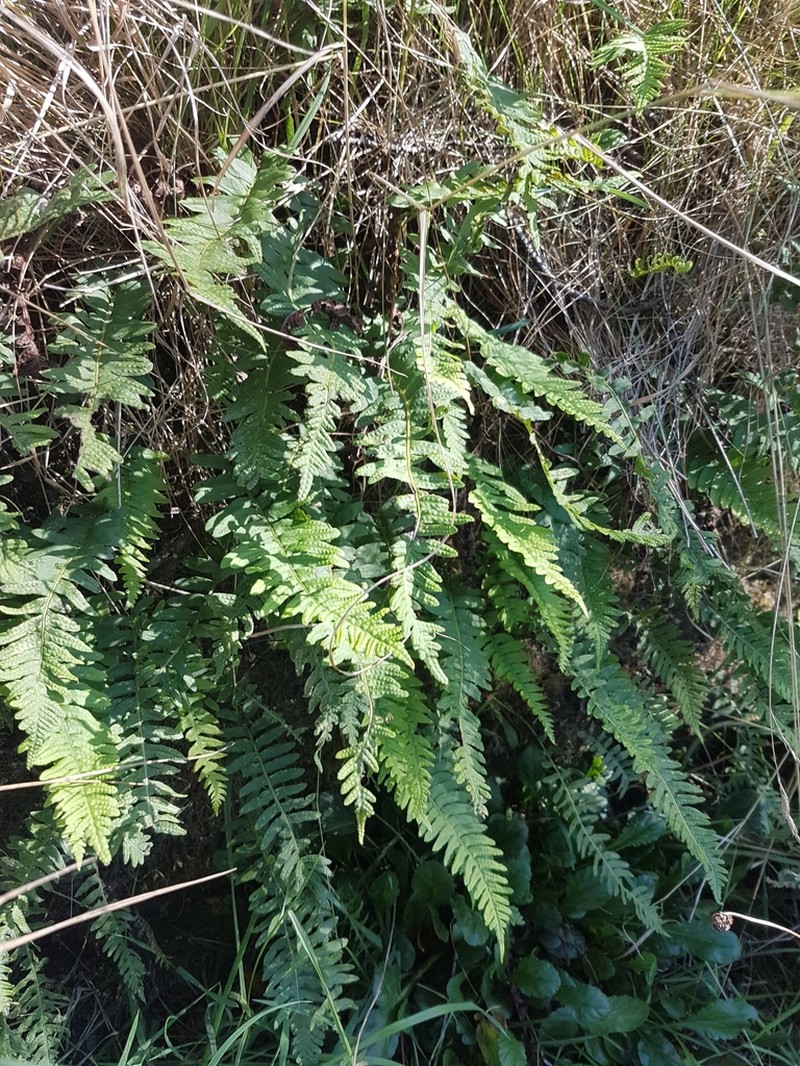Polypodium vulgare photo 4
