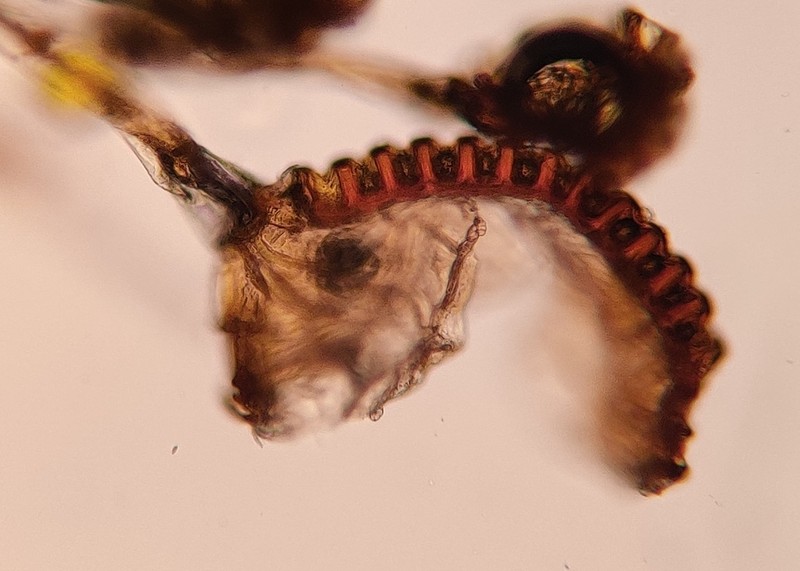 Polypodium vulgare photo 5