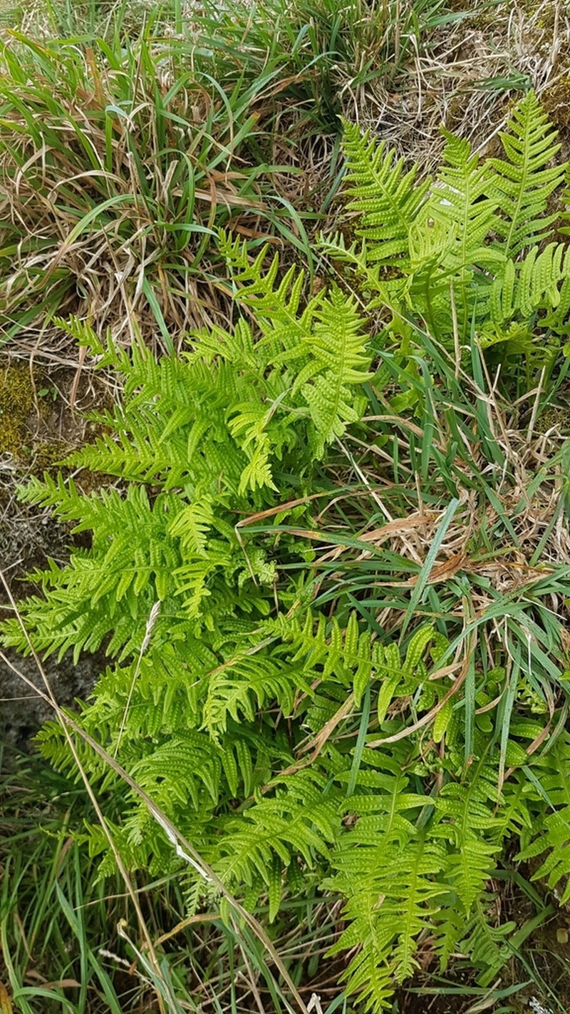 Polypodium vulgare photo 6