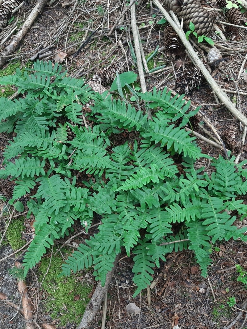 Polypodium vulgare photo 7