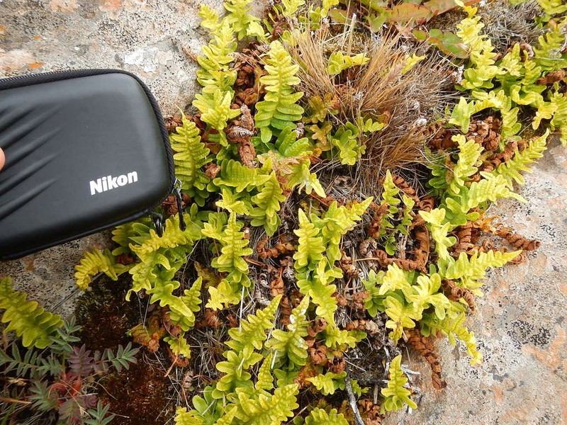 Polypodium vulgare photo 8