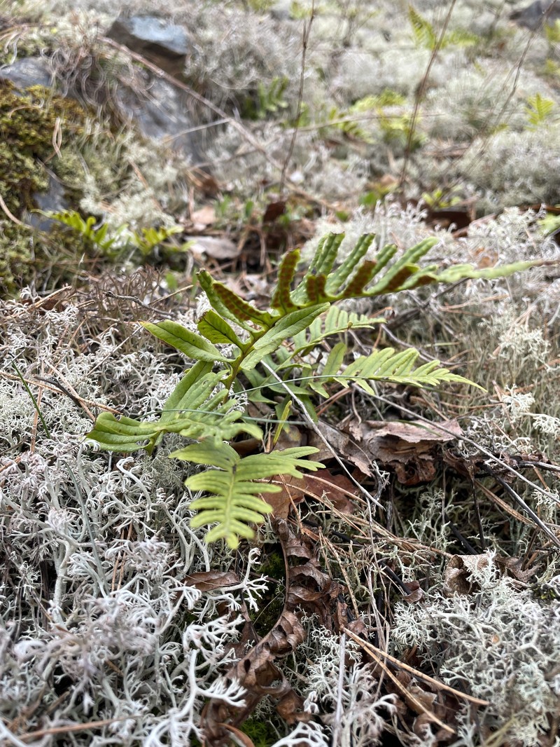 Polypodium vulgare subsp. vulgare