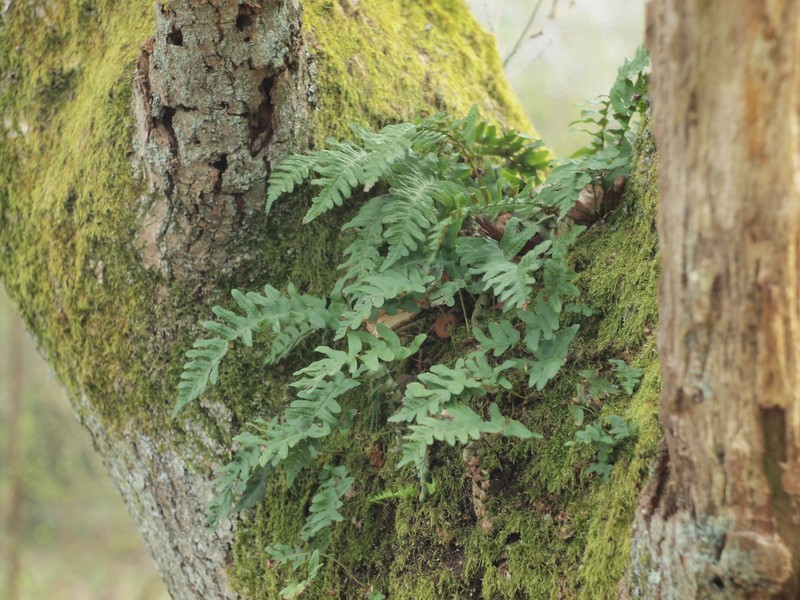 Polypodium vulgare subsp. vulgare photo 2