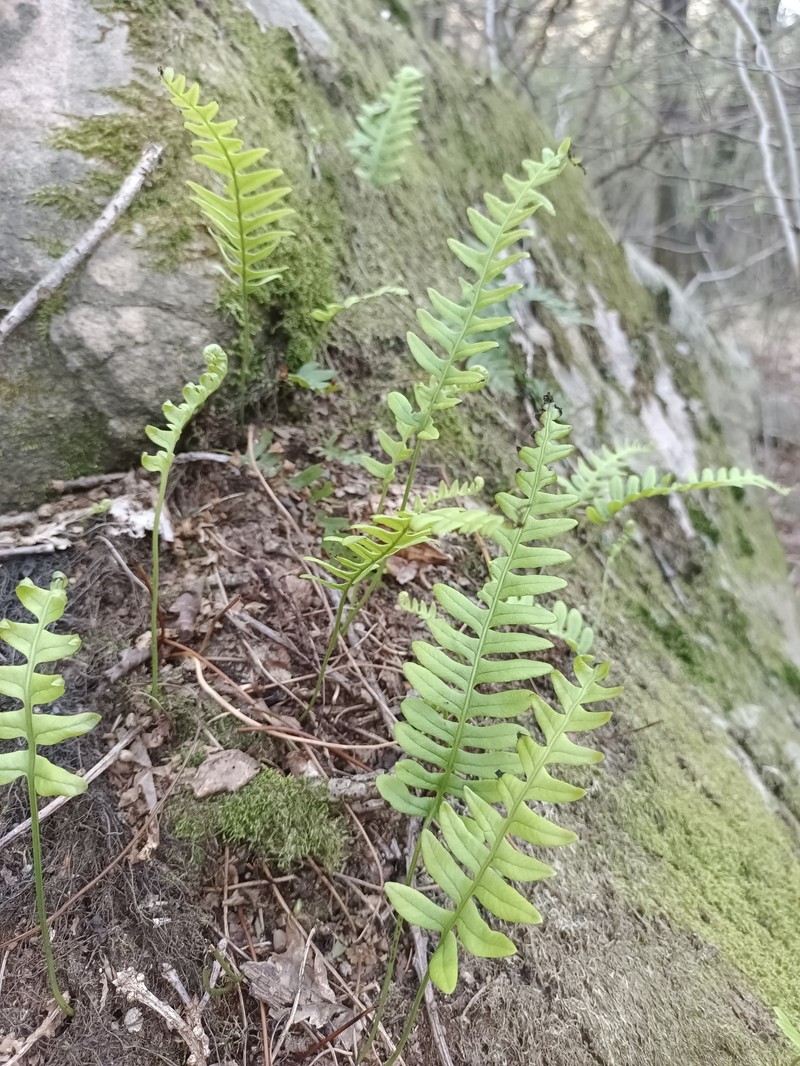 Polypodium vulgare subsp. vulgare photo 3
