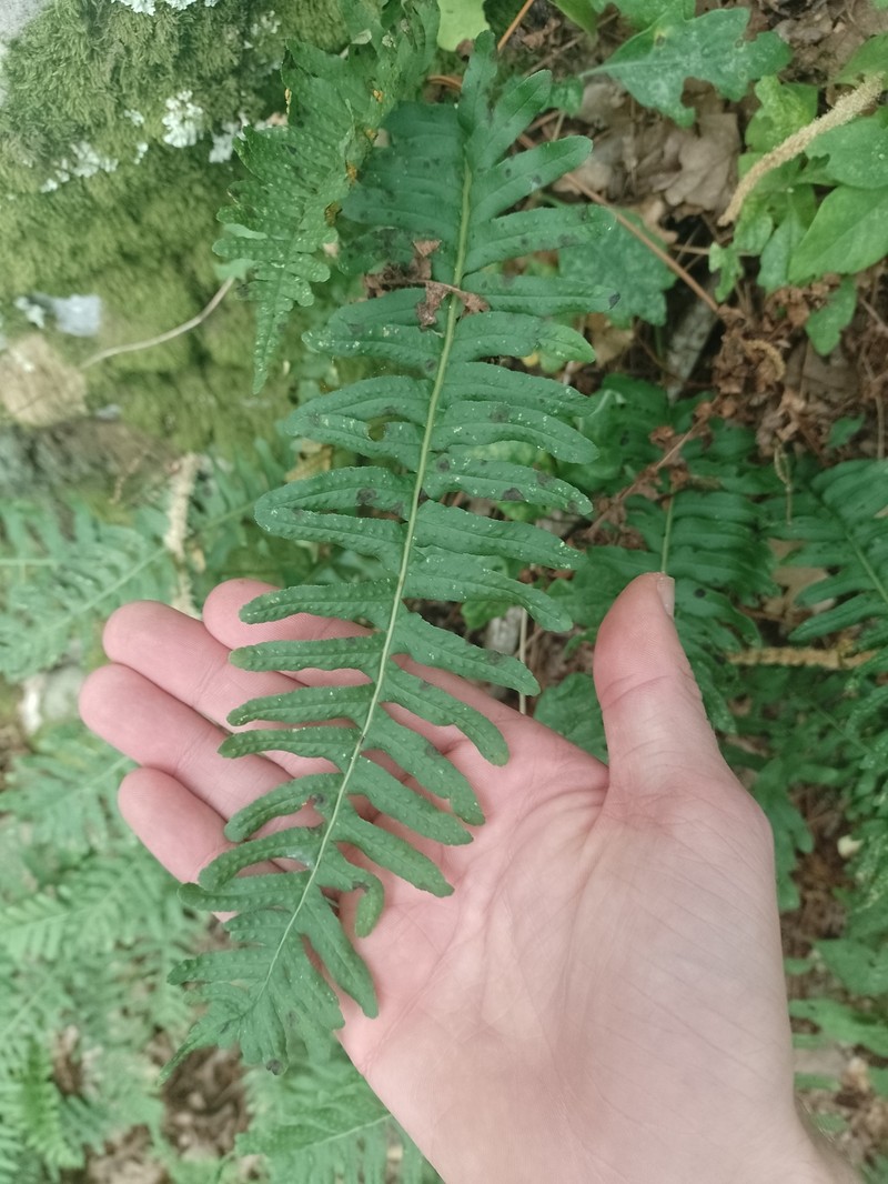 Polypodium vulgare subsp. vulgare photo 4