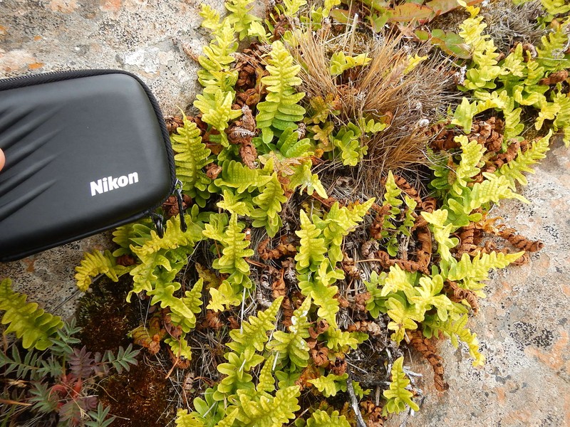 Polypodium vulgare var. eatonii