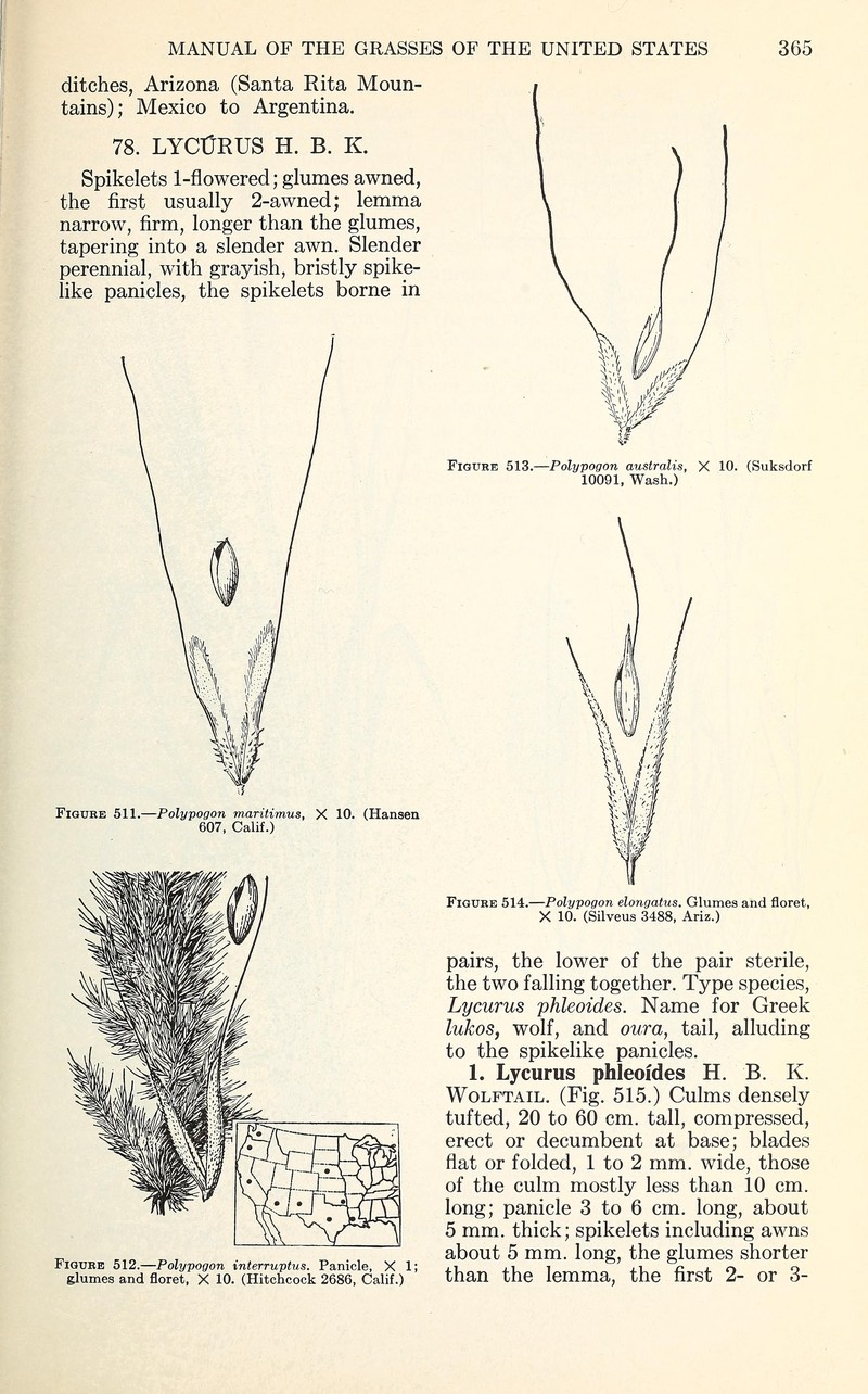 Chilean Rabbitsfoot Grass photo 3