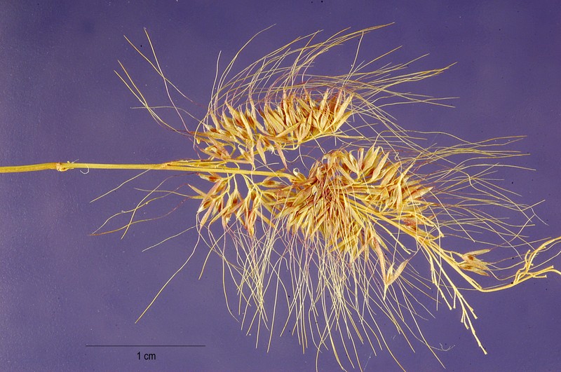 Chilean Rabbitsfoot Grass