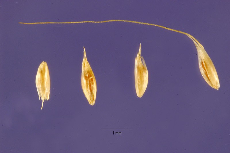 Chilean Rabbitsfoot Grass photo 2