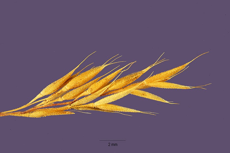 Streambank Rabbitsfoot Grass