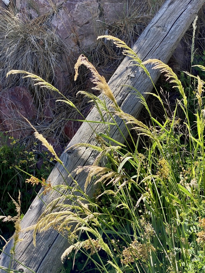 Streambank Rabbitsfoot Grass photo 2