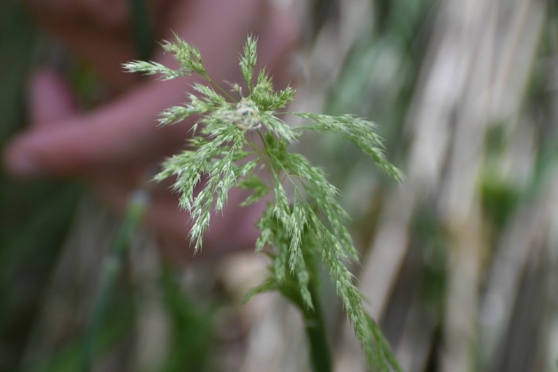 Streambank Rabbitsfoot Grass photo 3