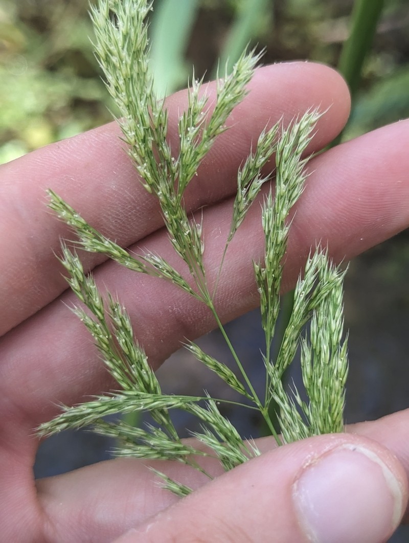 Streambank Rabbitsfoot Grass photo 4