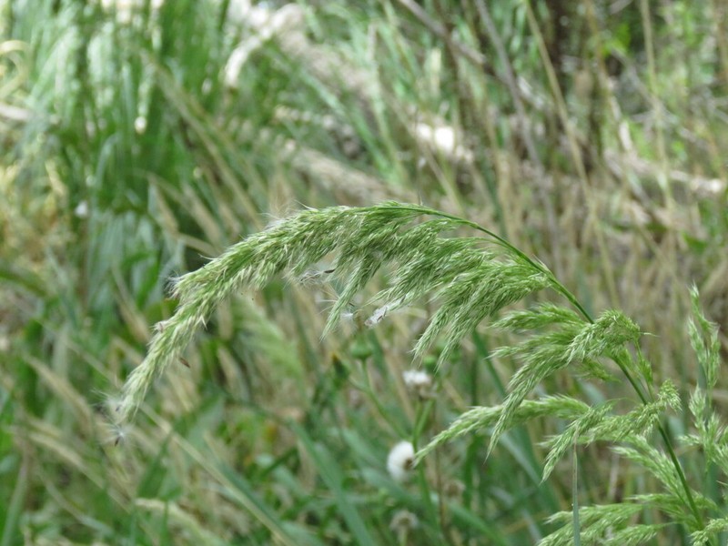 Streambank Rabbitsfoot Grass photo 5