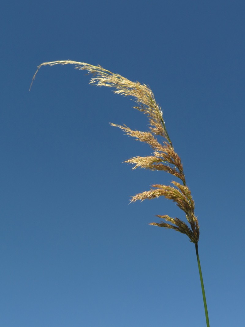 Streambank Rabbitsfoot Grass photo 6