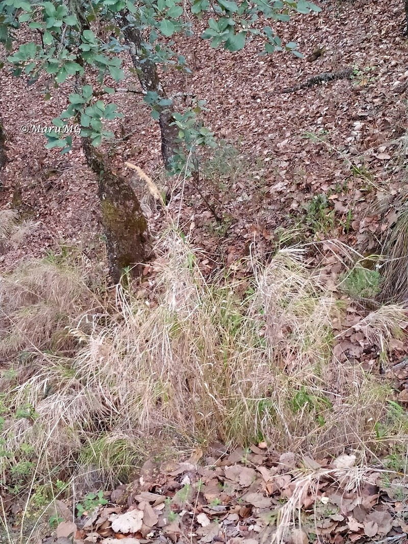 Streambank Rabbitsfoot Grass photo 7