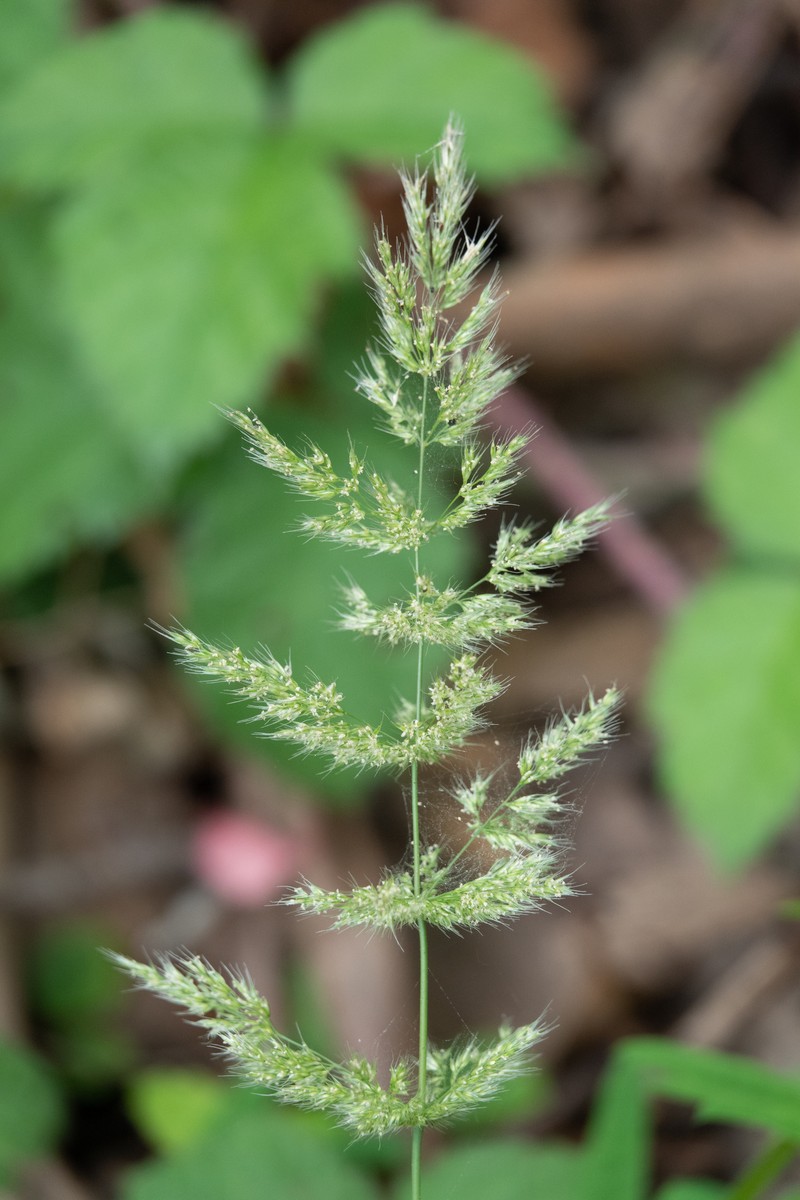 Ditch Rabbitsfoot Grass photo 5