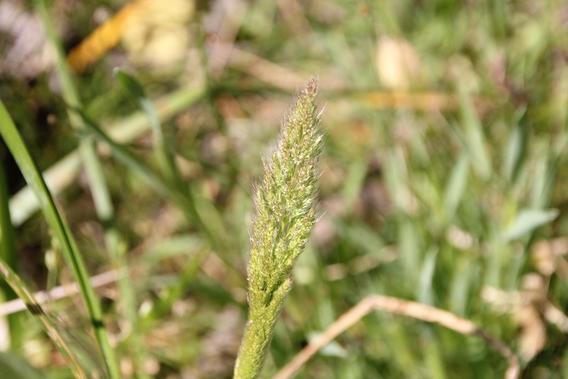 Ditch Rabbitsfoot Grass photo 6