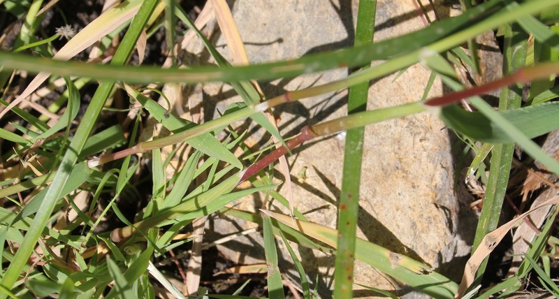 Ditch Rabbitsfoot Grass photo 7