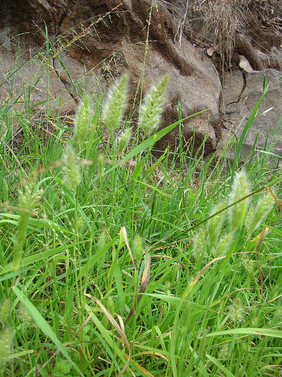 Ditch Rabbitsfoot Grass