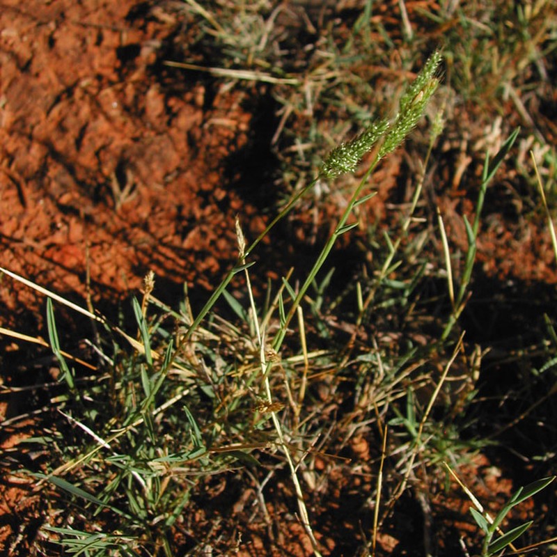 Ditch Rabbitsfoot Grass photo 2
