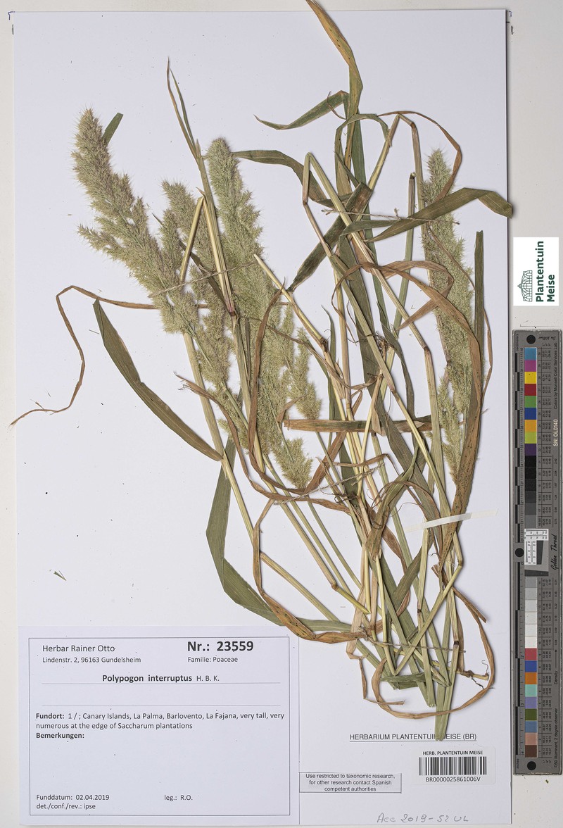 Ditch Rabbitsfoot Grass photo 3