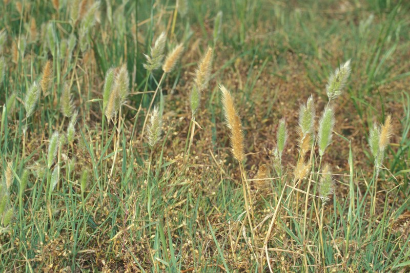 Ditch Rabbitsfoot Grass photo 4