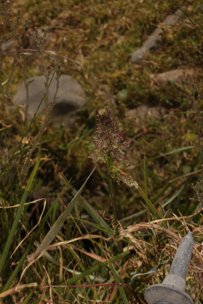 Ditch Rabbitsfoot Grass photo 2