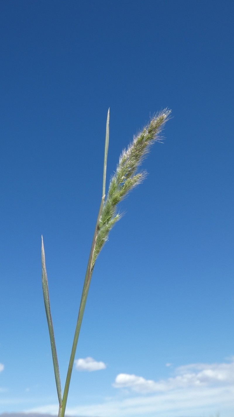 Ditch Rabbitsfoot Grass photo 3