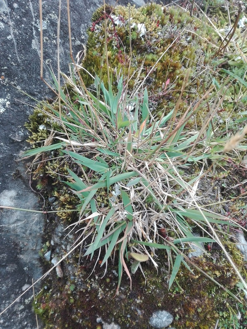 Ditch Rabbitsfoot Grass photo 4
