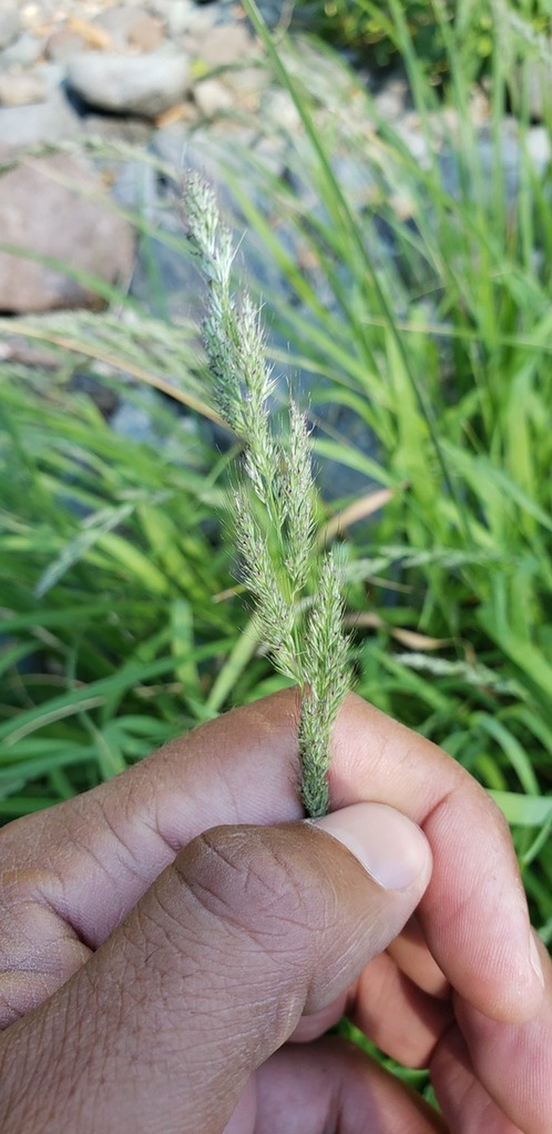 Ditch Rabbitsfoot Grass photo 5