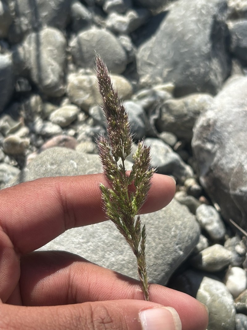 Ditch Rabbitsfoot Grass photo 6