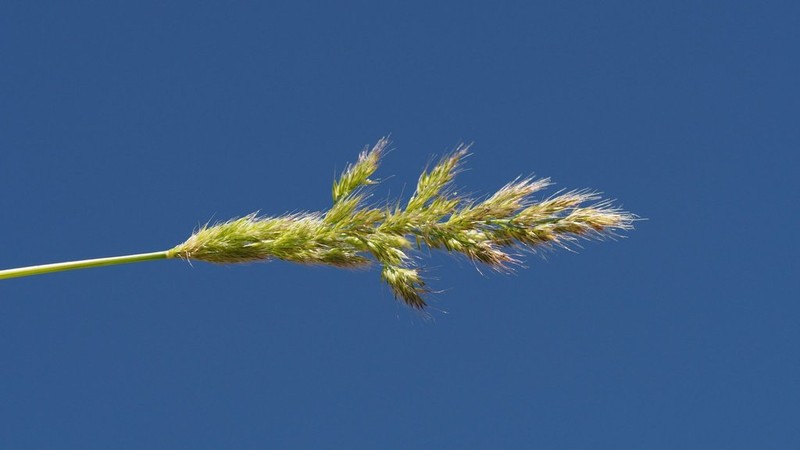 Ditch Rabbitsfoot Grass photo 7